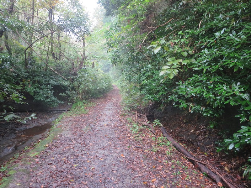 「朝比奈切通～鶴岡八幡宮」のハイキングコースを体験