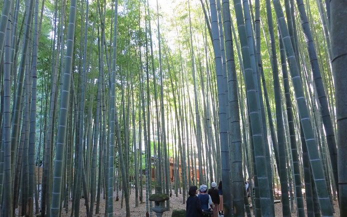 鎌倉にある「報国寺」は「竹の庭」で超有名なミシュラン三ツ星の寺院