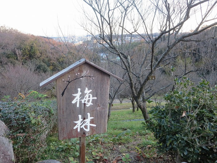 ２０１９年２月、金沢自然公園の梅林が見頃です