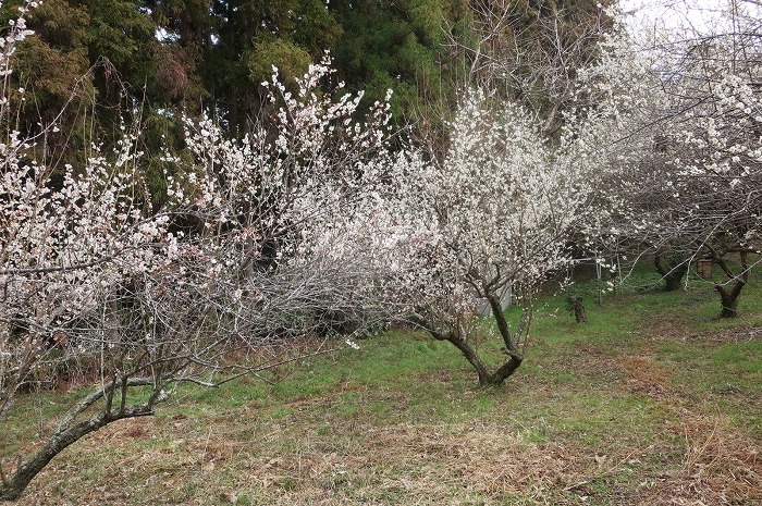 「十二所果樹園」熊野神社の裏にあるハイキングコースを通って梅を観に行きました