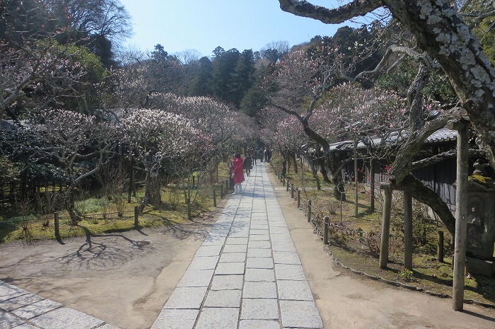 「東慶寺」鎌倉の駆け込み寺は梅の名所「ミシュランガイド三ツ星」