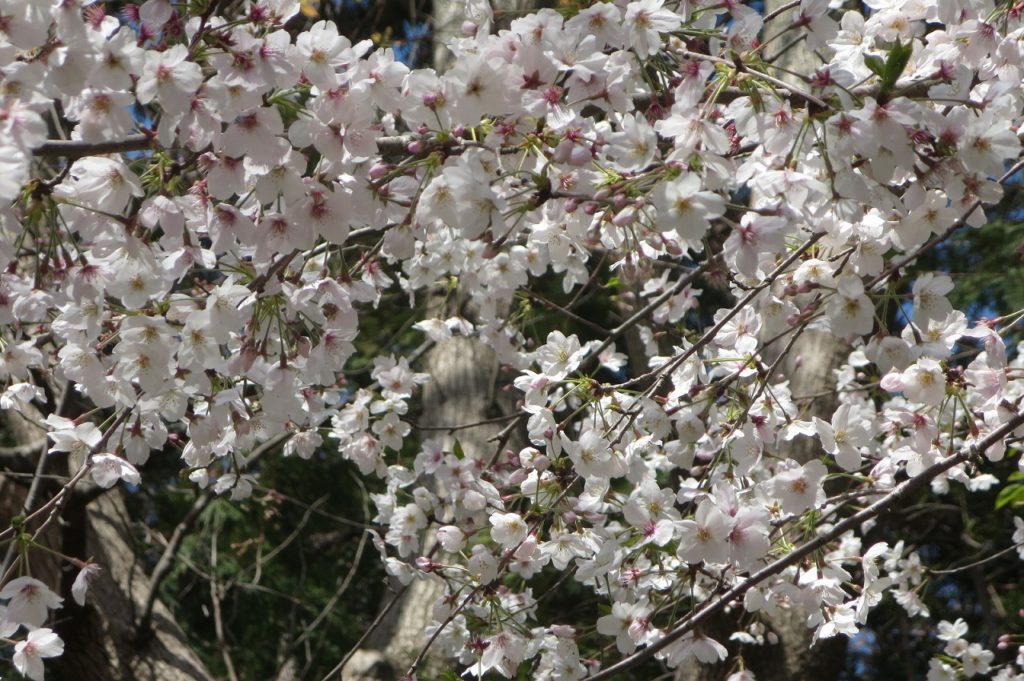鎌倉周辺のの桜を見に
